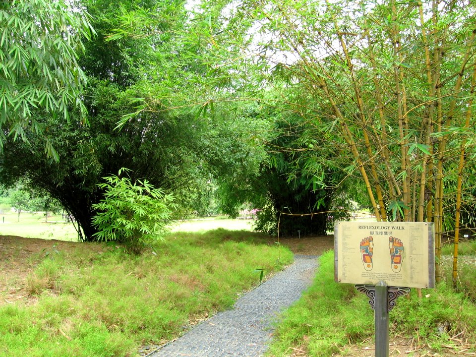 Singapore Botanic Gardens, Bamboos 5, Sep 06