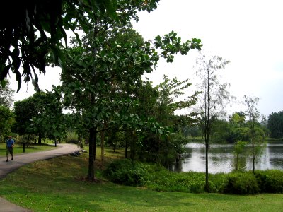 Singapore Botanic Gardens, Eco-lake, Sep 06 photo