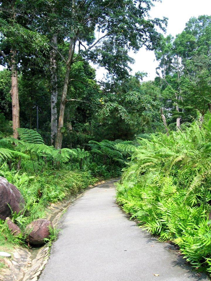 Singapore Botanic Gardens, Evolution Garden 10, Sep 06