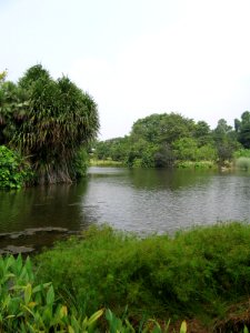 Singapore Botanic Gardens, Eco-lake 8, Sep 06