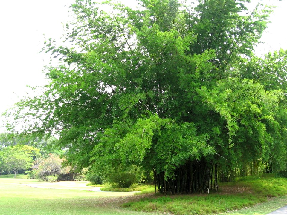 Singapore Botanic Gardens, Bamboos 2, Sep 06