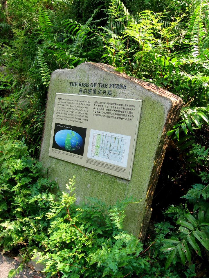 Singapore Botanic Gardens, Evolution Garden 11, Sep 06