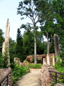 Singapore Botanic Gardens, Evolution Garden 24, Sep 06