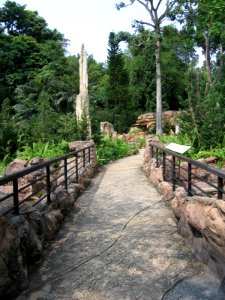 Singapore Botanic Gardens, Evolution Garden 21, Sep 06