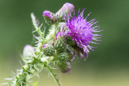 Nature spines purple flower