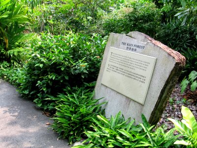 Singapore Botanic Gardens, Evolution Garden 3, Sep 06