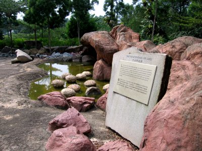 Singapore Botanic Gardens, Evolution Garden 19, Sep 06