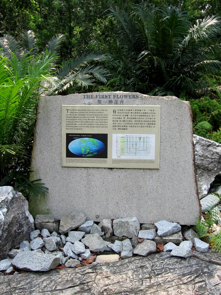 Singapore Botanic Gardens, Evolution Garden 7, Sep 06