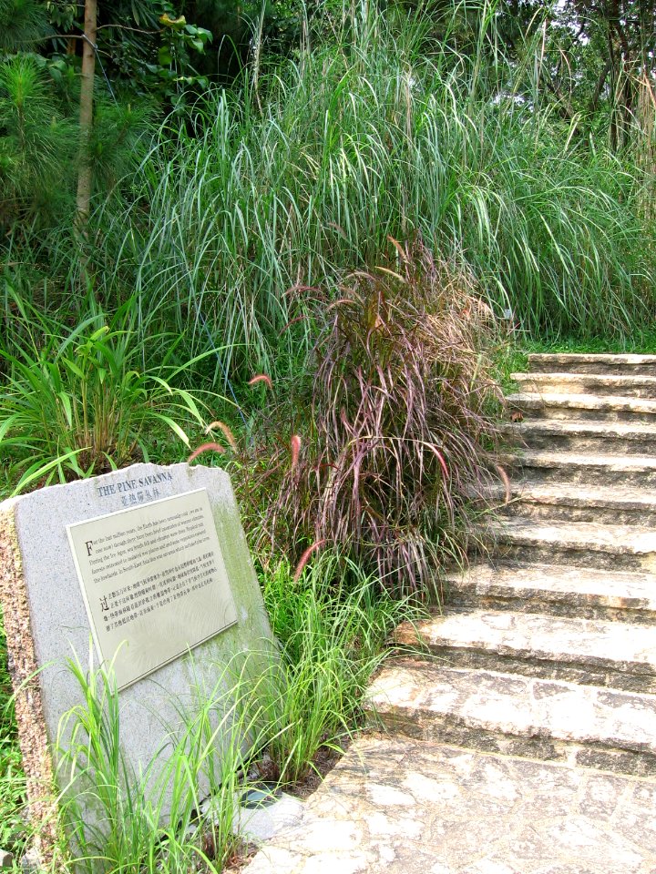Singapore Botanic Gardens, Evolution Garden 4, Sep 06