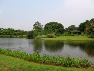Singapore Botanic Gardens, Eco-lake 9, Sep 06 photo