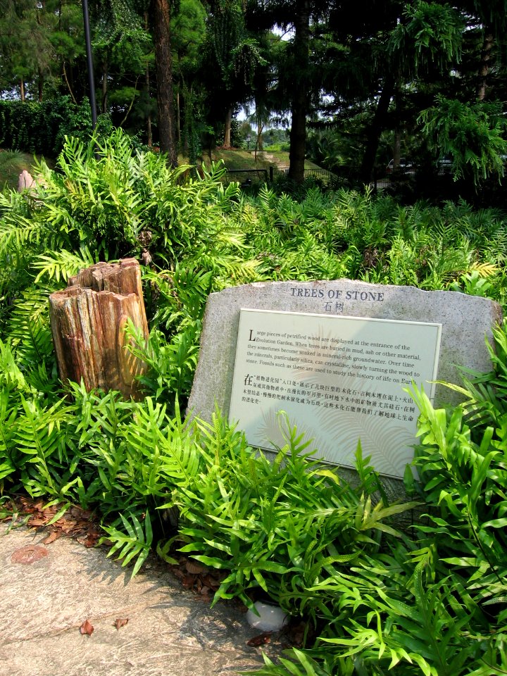Singapore Botanic Gardens, Evolution Garden 26, Sep 06