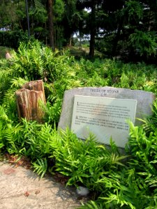 Singapore Botanic Gardens, Evolution Garden 26, Sep 06