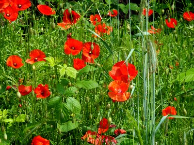Red poppy thriving mohnfeld red