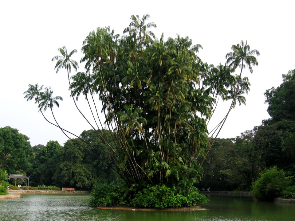 Singapore Botanic Gardens, Swan Lake 3, Sep 06