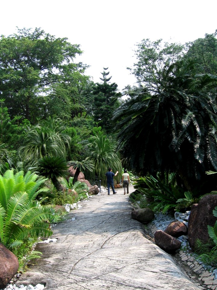 Singapore Botanic Gardens, Evolution Garden 8, Sep 06