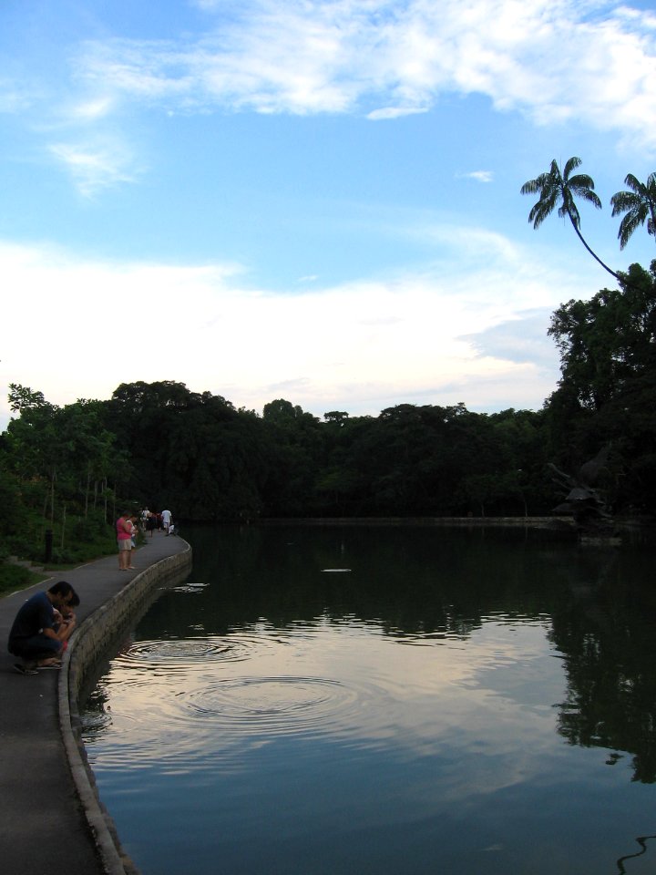 Singapore Botanic Gardens, Swan Lake 2, Jul 06