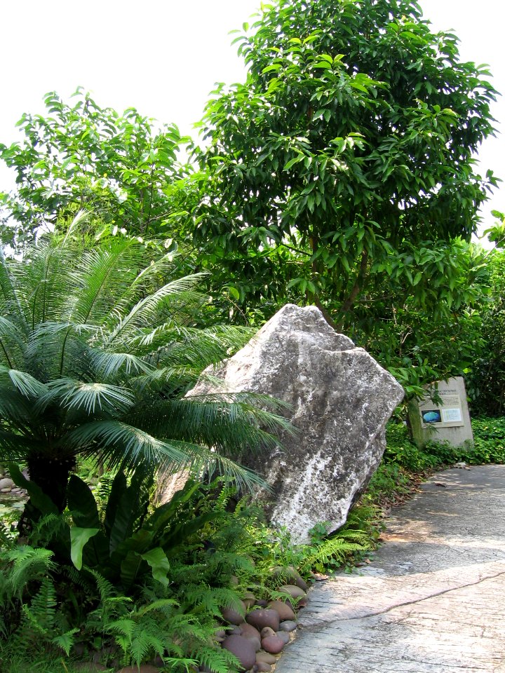 Singapore Botanic Gardens, Evolution Garden 5, Sep 06