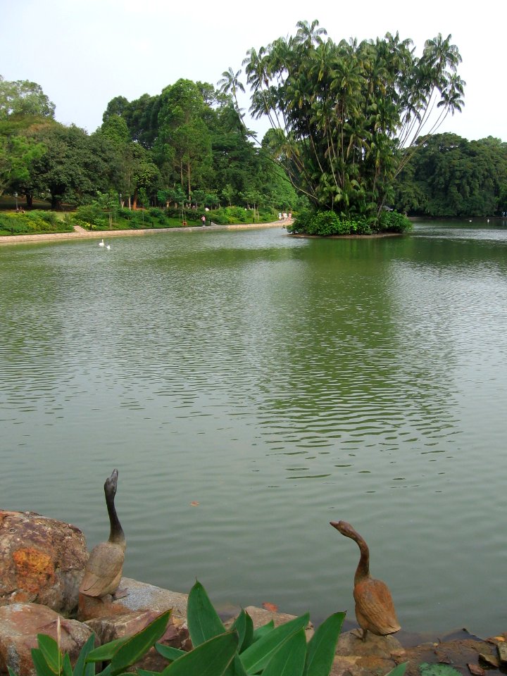Singapore Botanic Gardens, Swan Lake 5, Sep 06