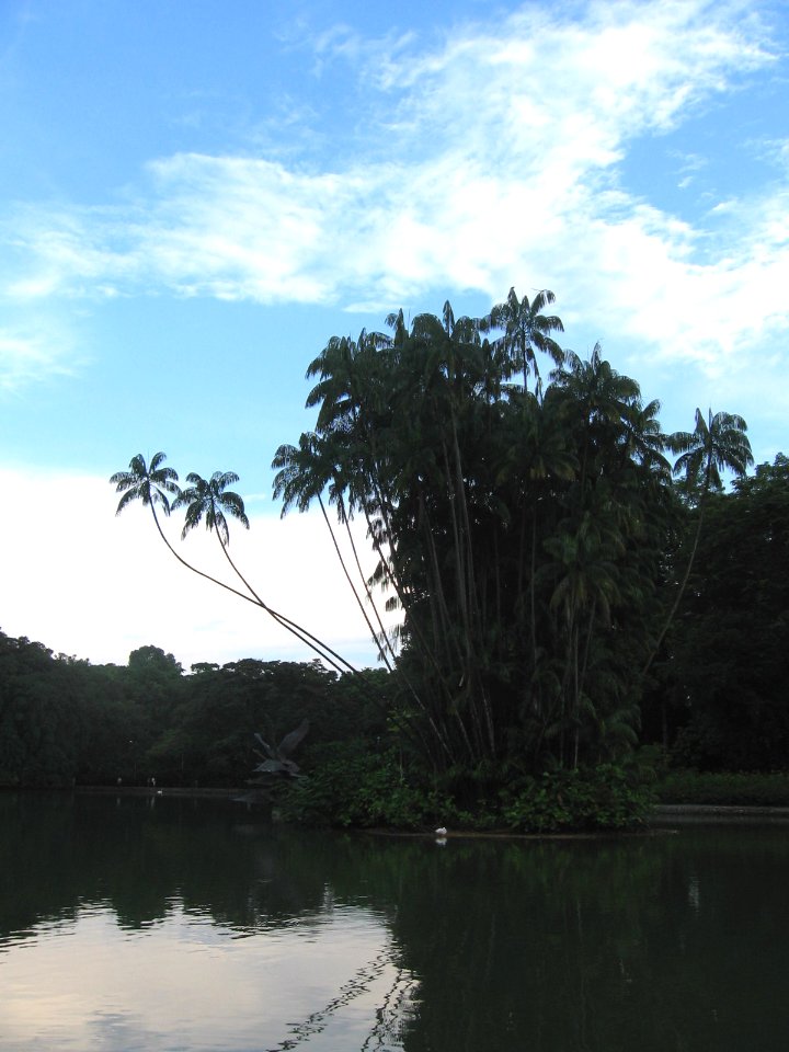 Singapore Botanic Gardens, Swan Lake 4, Jul 06