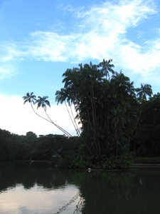 Singapore Botanic Gardens, Swan Lake 4, Jul 06 photo