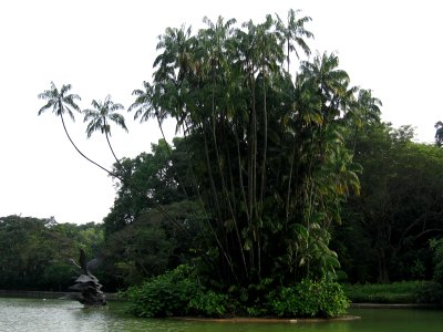 Singapore Botanic Gardens, Swan Lake, Sep 06 photo