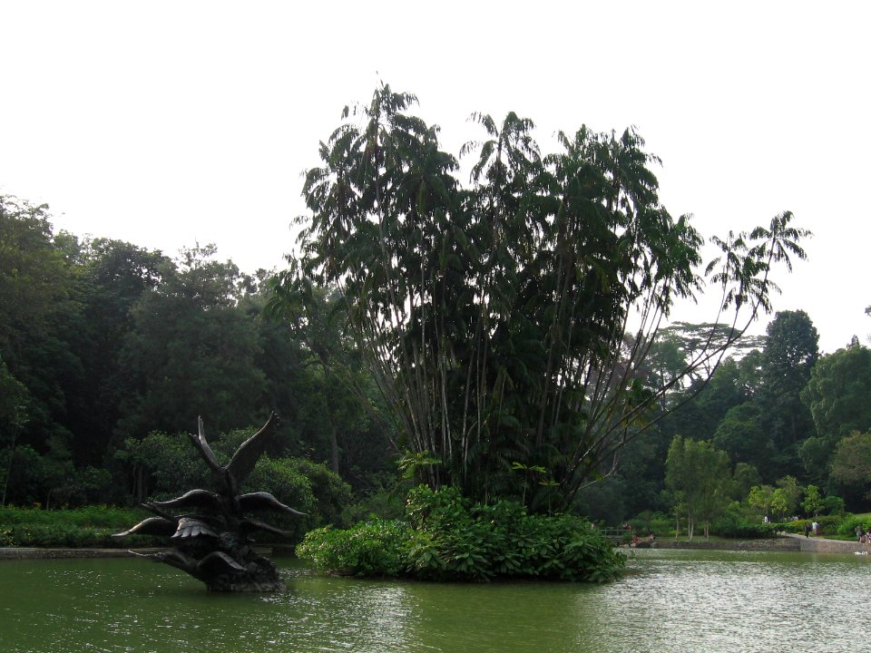 Singapore Botanic Gardens, Swan Lake 2, Sep 06