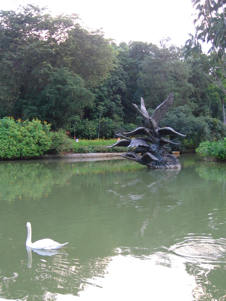 Singapore Botanic Gardens, Swan Lake 6, Jul 06