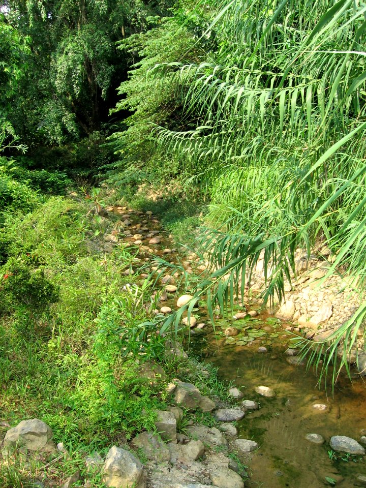 Singapore Botanic Gardens, Symphony Lake 13, Sep 06