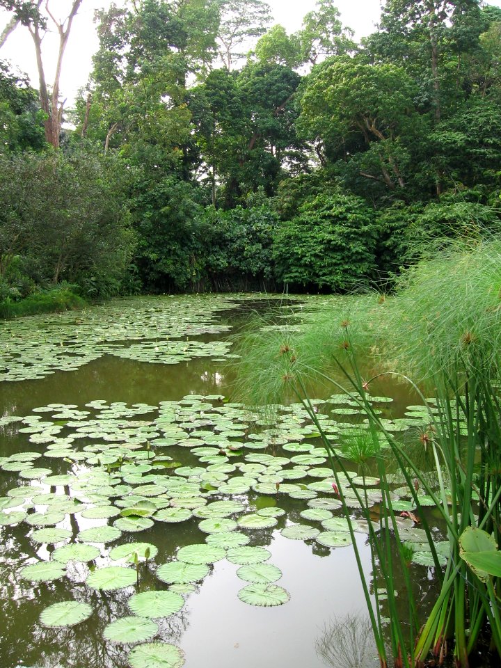 Singapore Botanic Gardens, Swan Lake 6, Sep 06