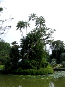 Singapore Botanic Gardens, Symphony Lake 18, Sep 06 photo