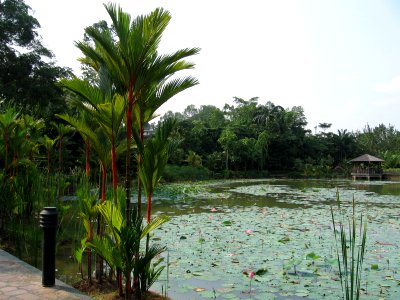Singapore Botanic Gardens, Symphony Lake 8, Sep 06