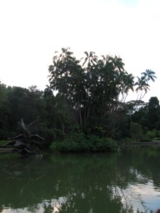 Singapore Botanic Gardens, Swan Lake 5, Jul 06 photo