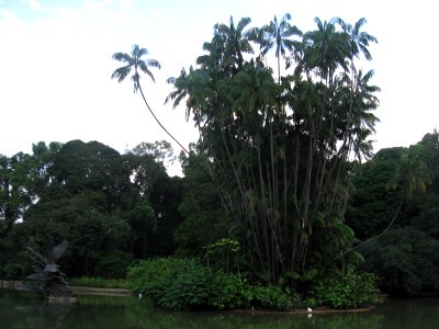 Singapore Botanic Gardens, Swan Lake, Jul 06 photo