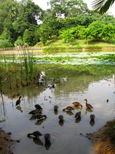 Singapore Botanic Gardens, Symphony Lake 9, Sep 06