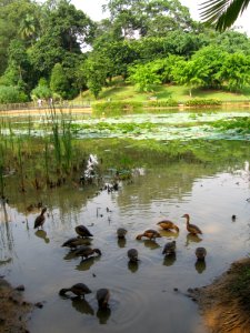 Singapore Botanic Gardens, Symphony Lake 9, Sep 06 photo