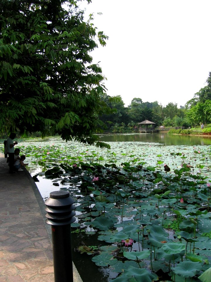 Singapore Botanic Gardens, Symphony Lake 6, Sep 06