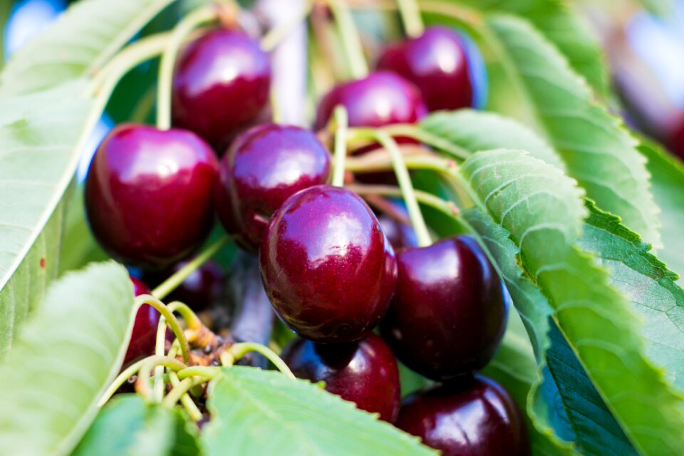 Cherry red fruits garden