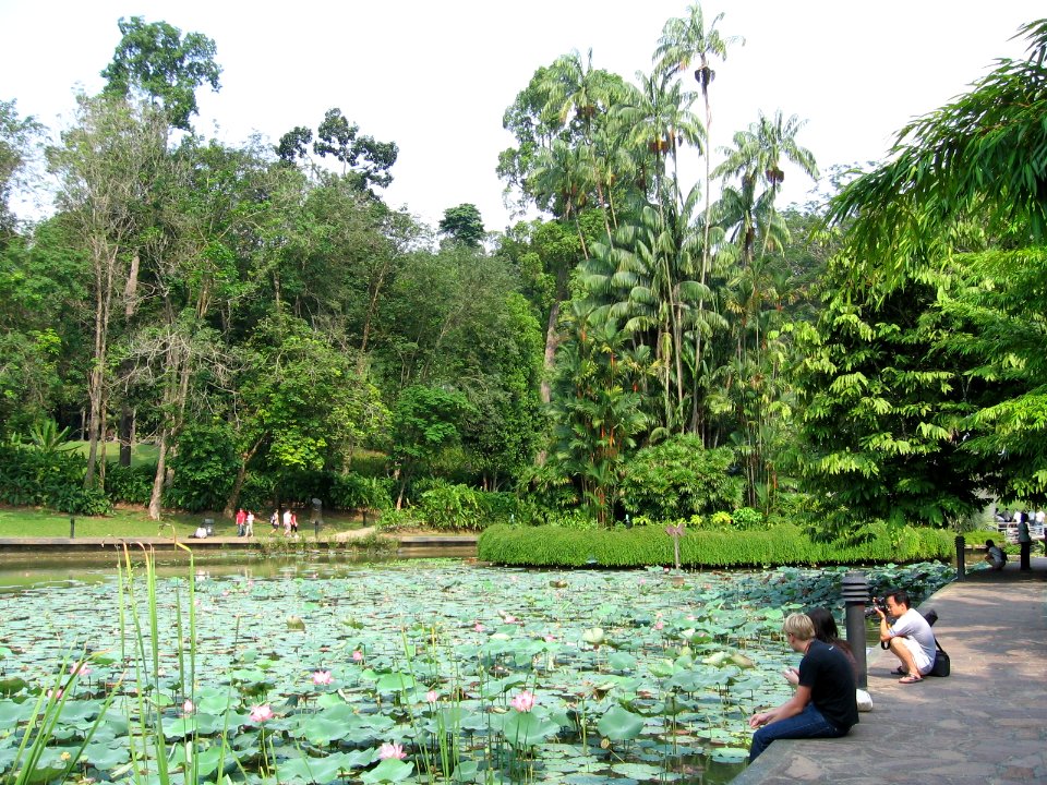 Singapore Botanic Gardens, Symphony Lake 7, Sep 06