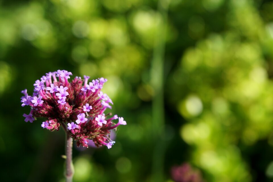Botanical garden purple flower summer