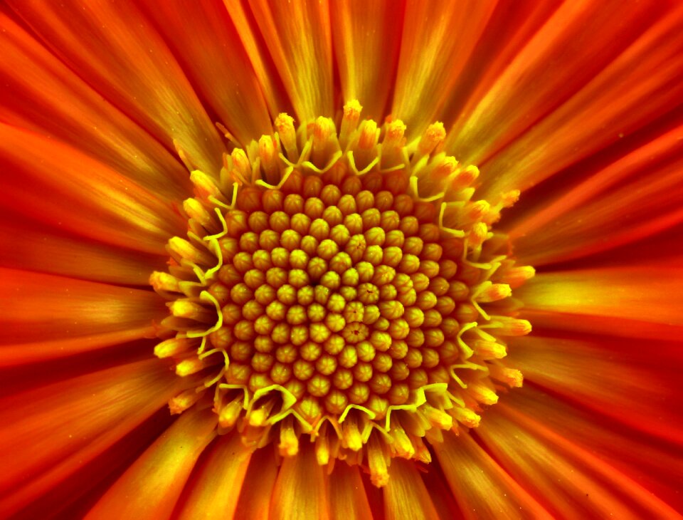 Nature floral plant
