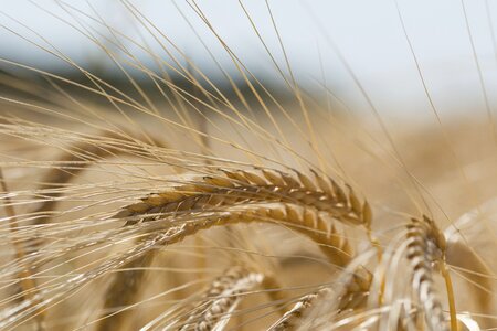 Arable farming harvest agriculture photo