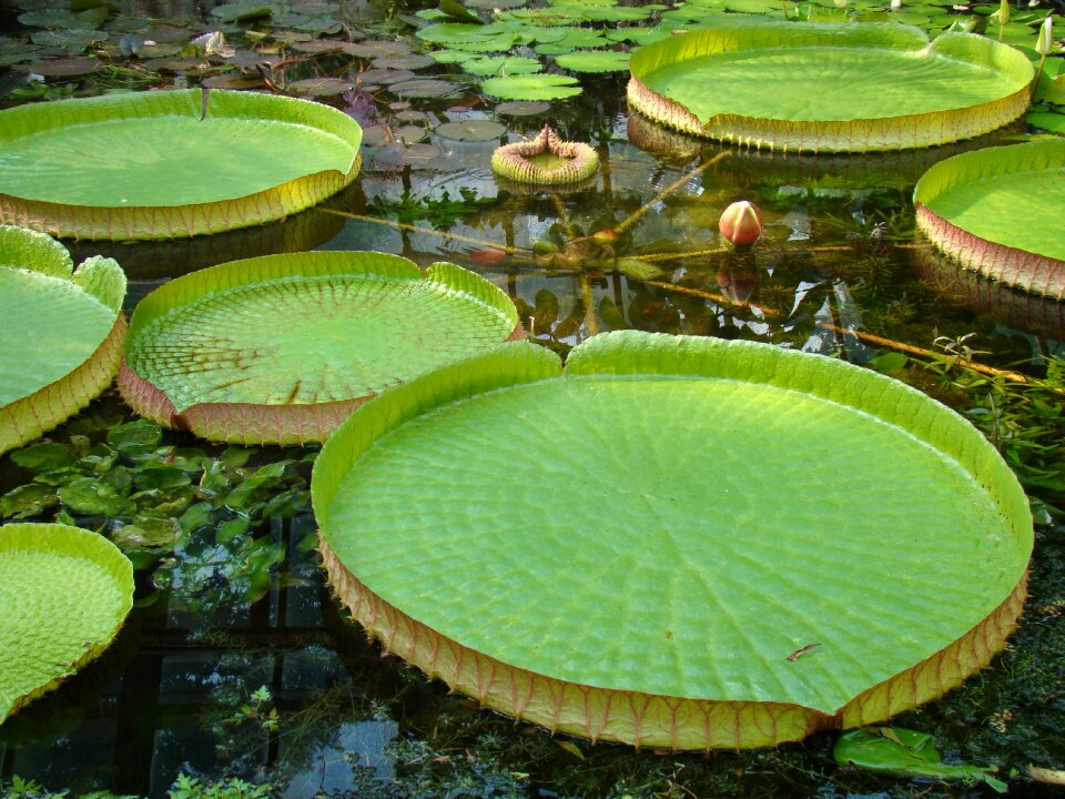 Lilies water lilies water lily