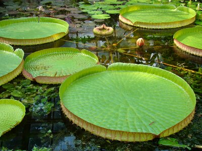 Lilies water lilies water lily photo