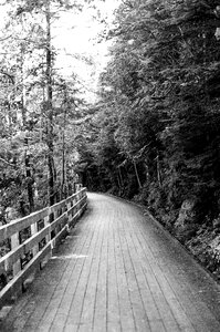 Walkway railing forest photo