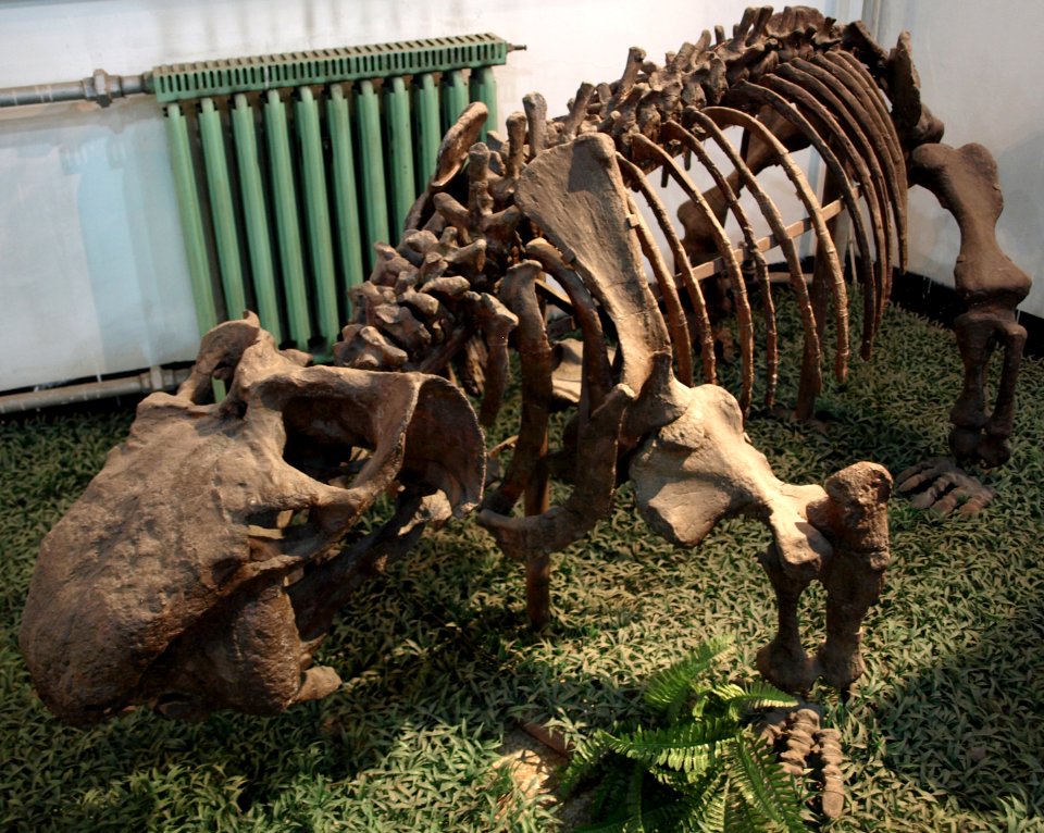 SinokannemeyeriaYingchiaoensis-PaleozoologicalMuseumOfChina-May23-08