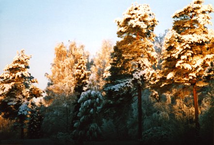 Snowy pine trees in sunrise