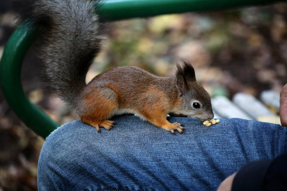 Outdoors nature squirrel