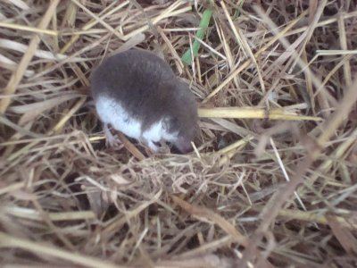 Spitzmaus Hahle1