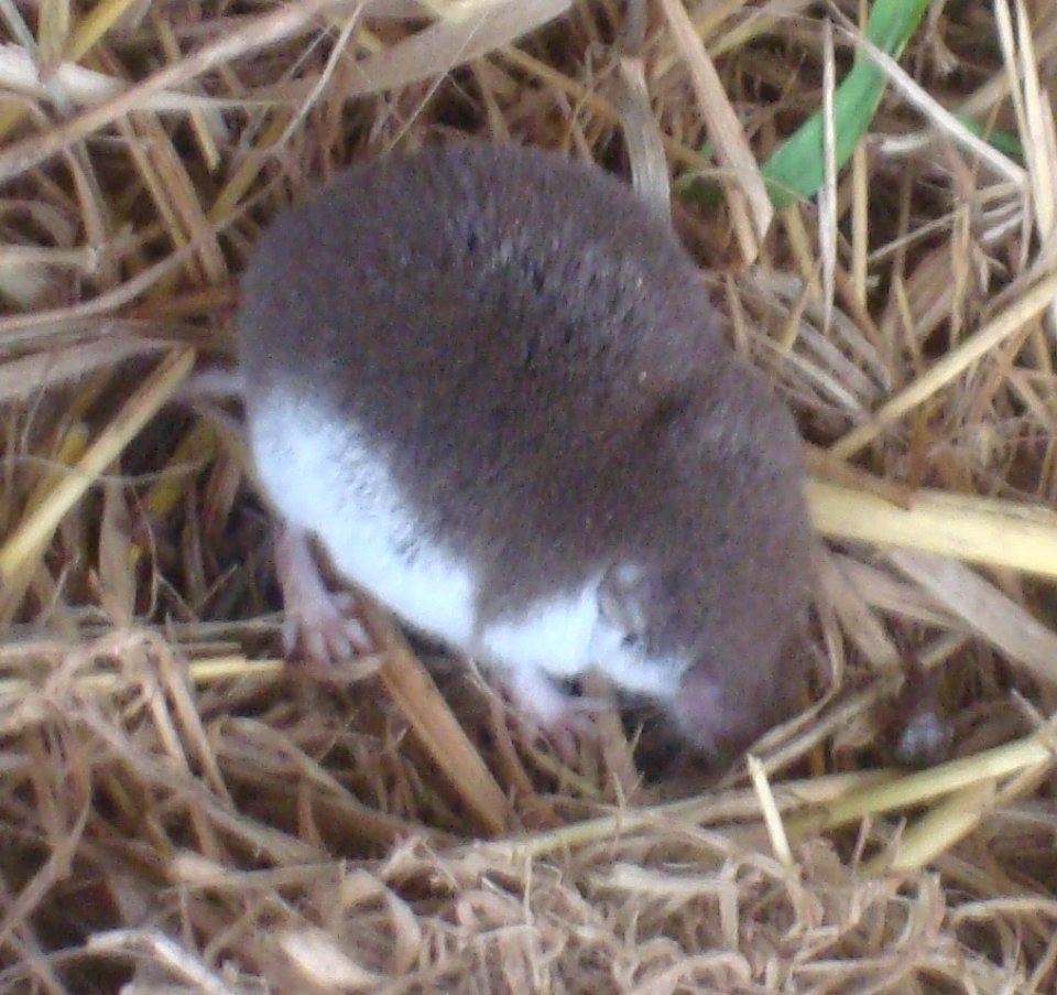 Spitzmaus Hahlebrücke Gieboldehausen