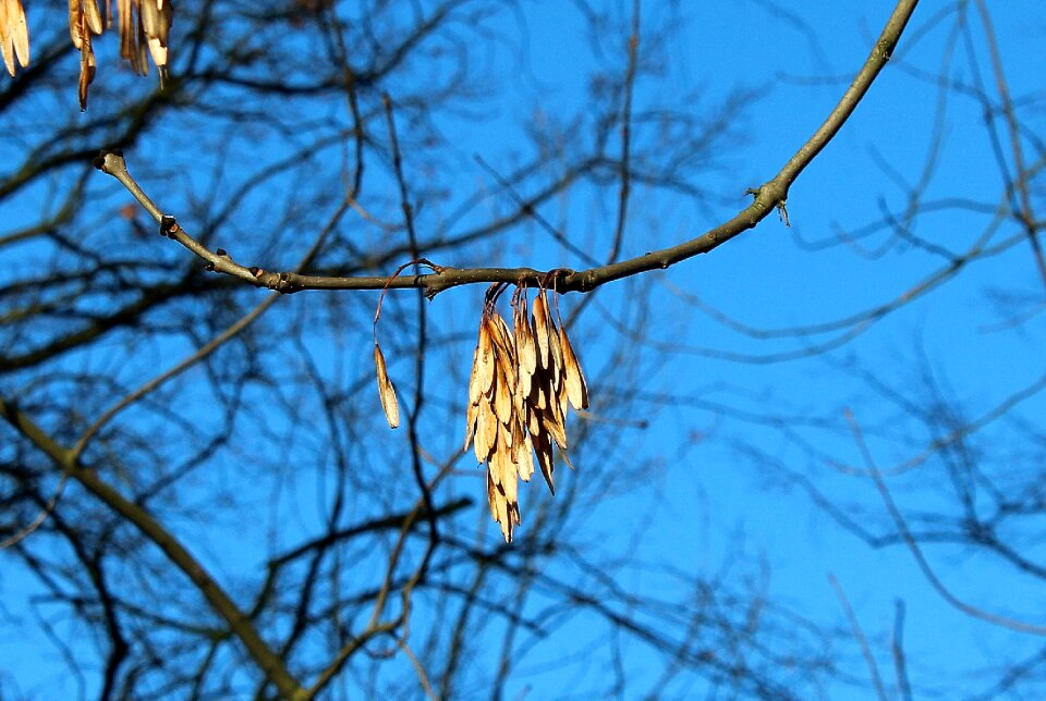 Nature winter season